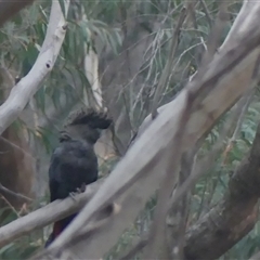 Calyptorhynchus lathami lathami at Colo Vale, NSW - 24 Dec 2019