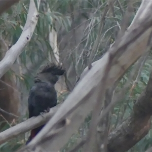 Calyptorhynchus lathami lathami at Colo Vale, NSW - 24 Dec 2019