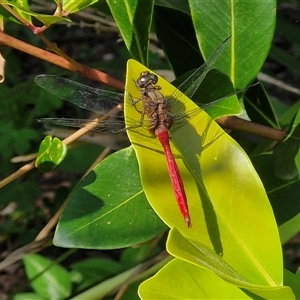 Orthetrum villosovittatum at Yandina, QLD - 27 Dec 2024 02:56 PM