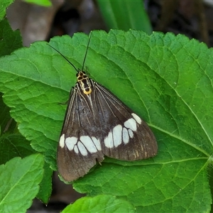 Nyctemera amicus at Yandina, QLD by trevorpreston