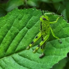 Valanga irregularis (Hedge Grasshopper) at Yandina, QLD - 27 Dec 2024 by trevorpreston