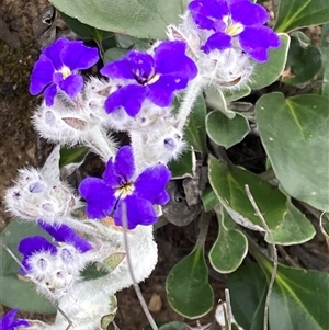 Dampiera sp. at Stirling Range National Park, WA by AnneG1