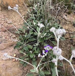 Dampiera eriocephala at Stirling Range National Park, WA - 22 Oct 2024 10:40 AM
