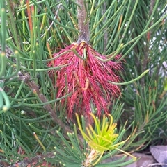 Calothamnus montanus at Stirling Range National Park, WA - 22 Oct 2024 by AnneG1