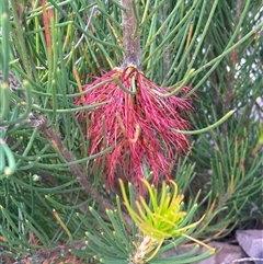 Calothamnus sp. at Stirling Range National Park, WA - 21 Oct 2024 by AnneG1