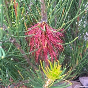 Calothamnus sp. at Stirling Range National Park, WA by AnneG1