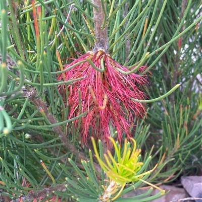 Calothamnus montanus at Stirling Range National Park, WA - 22 Oct 2024 by AnneG1