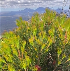 Calothamnus montanus at Stirling Range National Park, WA - suppressed