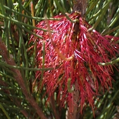 Calothamnus montanus at Stirling Range National Park, WA - suppressed