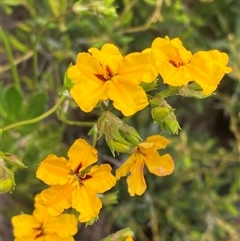 Goodenia brendannarum at Stirling Range National Park, WA - 22 Oct 2024 by AnneG1