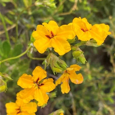 Goodenia sp. at Stirling Range National Park, WA - 21 Oct 2024 by AnneG1