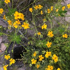 Goodenia brendannarum at Stirling Range National Park, WA - 22 Oct 2024 10:58 AM