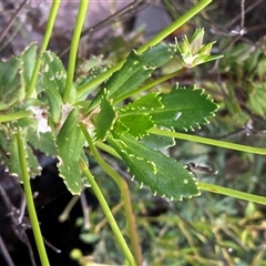 Goodenia brendannarum at Stirling Range National Park, WA - 22 Oct 2024 10:58 AM