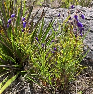 Stypandra glauca at Stirling Range National Park, WA by AnneG1