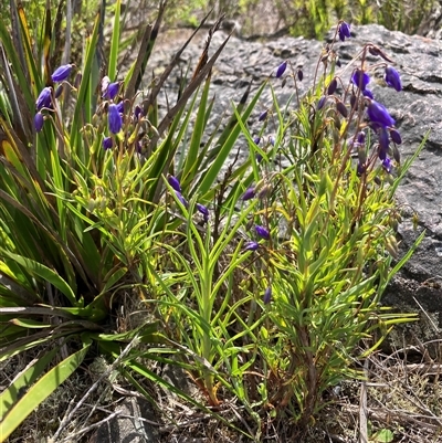 Stypandra glauca at Stirling Range National Park, WA - 22 Oct 2024 by AnneG1