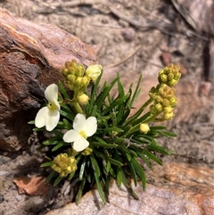 Stylidium glandulosissimum (Glittering Trigger Plant) at Stirling Range National Park, WA - 22 Oct 2024 by AnneG1