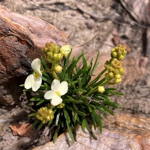 Stylidium glandulosissimum at Stirling Range National Park, WA - 22 Oct 2024 11:00 AM