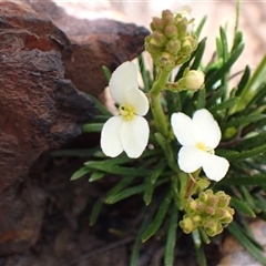 Stylidium glandulosissimum at Stirling Range National Park, WA - 22 Oct 2024 11:00 AM