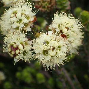 Kunzea montana at Stirling Range National Park, WA by AnneG1