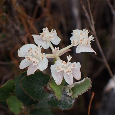 Xanthosia rotundifolia (Southern Cross) at Stirling Range National Park, WA - 22 Oct 2024 by AnneG1