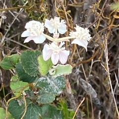 Xanthosia rotundifolia at Stirling Range National Park, WA - 22 Oct 2024 11:16 AM