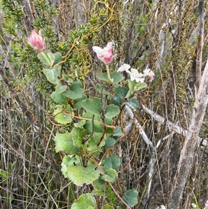 Xanthosia rotundifolia at Stirling Range National Park, WA - 22 Oct 2024 11:16 AM