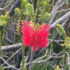 Beaufortia decussata (Gravel Bottlebrush) at Stirling Range National Park, WA - 22 Oct 2024 by AnneG1