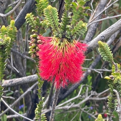Beaufortia decussata (Gravel Bottlebrush) at Stirling Range National Park, WA - 22 Oct 2024 by AnneG1