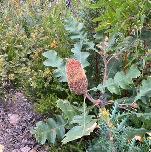 Banksia solandri at Stirling Range National Park, WA - 22 Oct 2024 11:45 AM