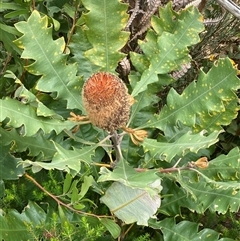 Banksia solandri at Stirling Range National Park, WA - 22 Oct 2024 11:45 AM