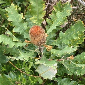Banksia solandri at Stirling Range National Park, WA - 22 Oct 2024 11:45 AM