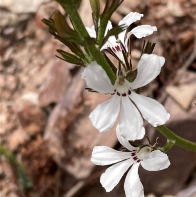 Goodenia scapigera subsp. scapigera (White Goodenia) at Stirling Range National Park, WA - 22 Oct 2024 by AnneG1