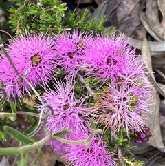 Unidentified Other Shrub at Stirling Range National Park, WA - 22 Oct 2024 by AnneG1