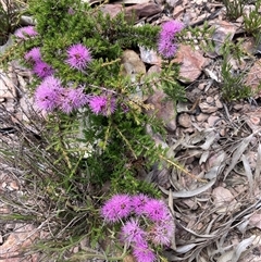 Beaufortia schaueri at Stirling Range National Park, WA - 22 Oct 2024 12:08 PM
