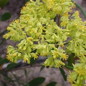 Glischrocaryon aureum at Stirling Range National Park, WA - 22 Oct 2024 12:16 PM