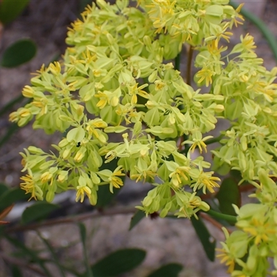 Glischrocaryon aureum (Yellow Popflower) at Stirling Range National Park, WA - 22 Oct 2024 by AnneG1