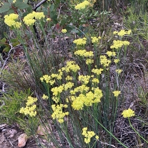 Glischrocaryon aureum at Stirling Range National Park, WA - 22 Oct 2024 12:16 PM