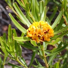 Gastrolobium bilobum (Heart-leaved Poison) at Stirling Range National Park, WA - 22 Oct 2024 by AnneG1