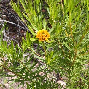 Gastrolobium bilobum at Stirling Range National Park, WA - 22 Oct 2024 12:18 PM