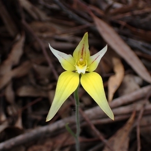 Caladenia flava at Stirling Range National Park, WA - 22 Oct 2024