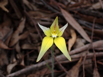 Caladenia flava (Cowslip Orchid) at Stirling Range National Park, WA - 22 Oct 2024 by AnneG1