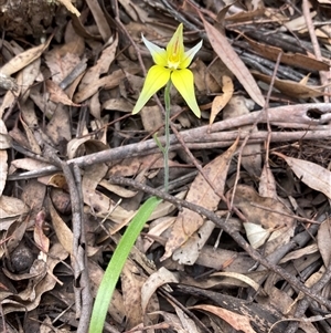 Caladenia flava at Stirling Range National Park, WA - suppressed