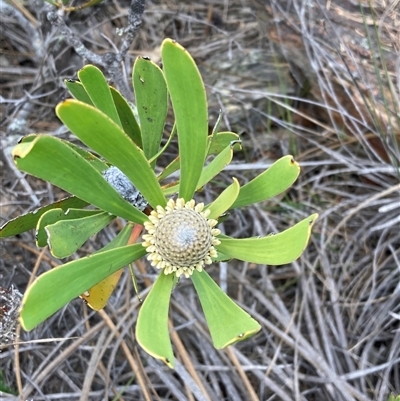 Isopogon attenuatus at Stirling Range National Park, WA - 22 Oct 2024 by AnneG1