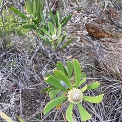 Isopogon attenuatus at Stirling Range National Park, WA - 22 Oct 2024 01:40 PM