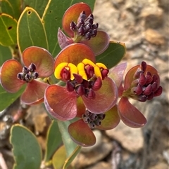 Daviesia sp. at Stirling Range National Park, WA - 22 Oct 2024 by AnneG1