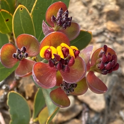 Daviesia oppositifolia (Rattle-Pea) at Stirling Range National Park, WA - 22 Oct 2024 by AnneG1