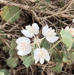 Xanthosia rotundifolia (Southern Cross) at Stirling Range National Park, WA - 22 Oct 2024 by AnneG1