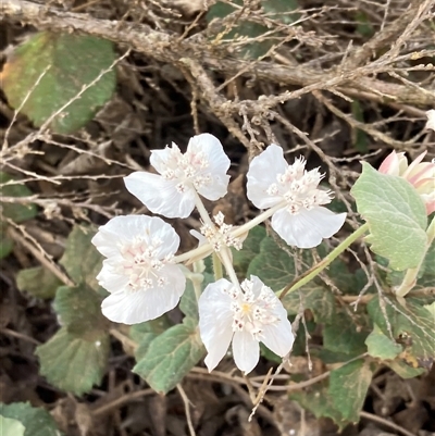 Xanthosia rotundifolia (Southern Cross) at Stirling Range National Park, WA - 22 Oct 2024 by AnneG1