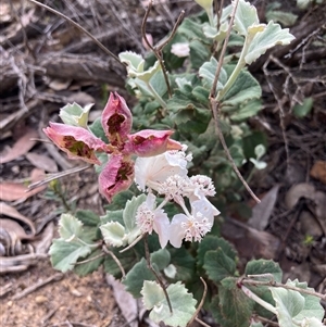 Xanthosia rotundifolia at Stirling Range National Park, WA - 22 Oct 2024 02:10 PM