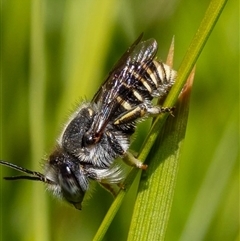 Unidentified Bee (Hymenoptera, Apiformes) at Mulgrave, VIC - 27 Dec 2024 by amiessmacro